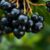 Aronia – superfood o zdrowotnych właściwościach i zastosowaniu